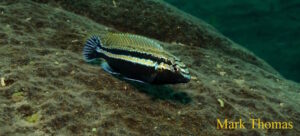 Melanochromis auratus 'Mitande Reef'
